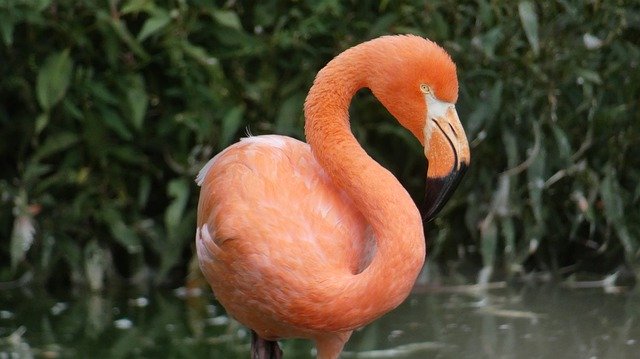 Free download Flamingo Animal Bird -  free photo or picture to be edited with GIMP online image editor