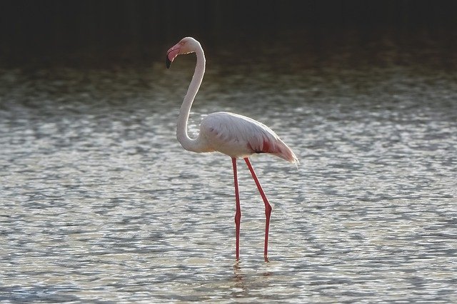 Descargue gratis la imagen gratuita de Flamingo Bird Lake Swamp Nature para editar con el editor de imágenes en línea gratuito GIMP