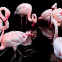 Flamingo flock  screen for extension Chrome web store in OffiDocs Chromium