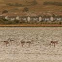 Flamingos Wading in a Body of Water  screen for extension Chrome web store in OffiDocs Chromium