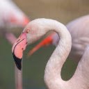 FLAMINGO Theme  screen for extension Chrome web store in OffiDocs Chromium