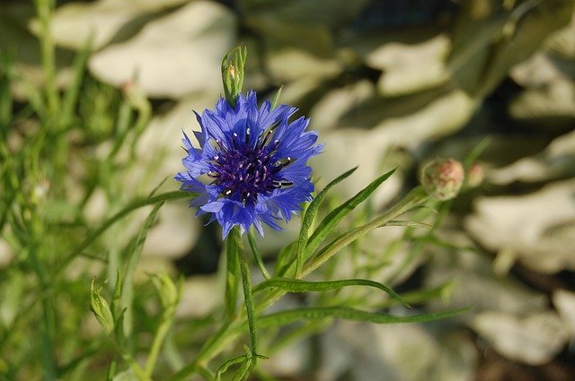 Free download fleur de lis nature flower spring free picture to be edited with GIMP free online image editor