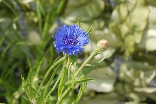 Free download fleur de lis nature flower summer free picture to be edited with GIMP free online image editor