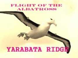 Free download Flight Of The Albatross free photo or picture to be edited with GIMP online image editor