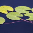 Floating Lily Pads on Dark Water  screen for extension Chrome web store in OffiDocs Chromium