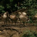 Flock of ducks on ground in green area  screen for extension Chrome web store in OffiDocs Chromium