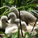 Flock of funny ducklings  screen for extension Chrome web store in OffiDocs Chromium