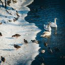 flock of geese and swans bathing in an icy river  screen for extension Chrome web store in OffiDocs Chromium
