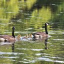 Flock of Geese in a Lake  screen for extension Chrome web store in OffiDocs Chromium