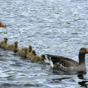 flock of geese under the lake  screen for extension Chrome web store in OffiDocs Chromium