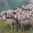 Flock of lambs  screen for extension Chrome web store in OffiDocs Chromium