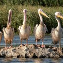 Flock of pelicans  screen for extension Chrome web store in OffiDocs Chromium