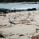 flock of seagulls foraging along a serene beach.  screen for extension Chrome web store in OffiDocs Chromium