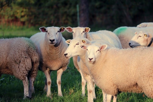 دانلود رایگان عکس گله گوسفند گله چمنزار رایگان برای ویرایش با ویرایشگر تصویر آنلاین رایگان GIMP