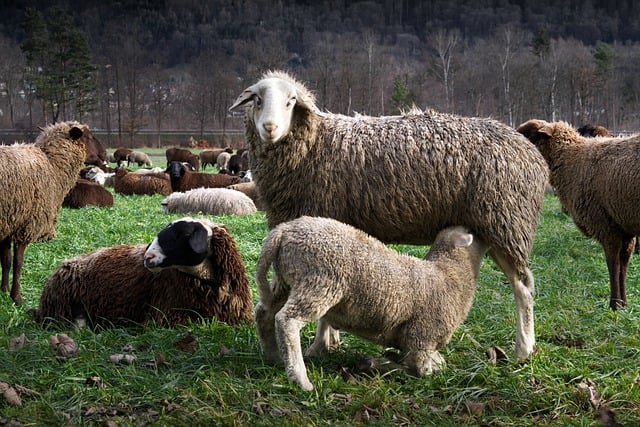 Free download flock of sheep sheep lamb feeding free picture to be edited with GIMP free online image editor