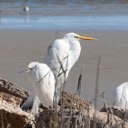 Flock of white birds on the sea  screen for extension Chrome web store in OffiDocs Chromium