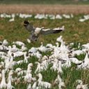 Flock of white ducks on the grass  screen for extension Chrome web store in OffiDocs Chromium
