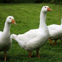 Flock of white geese  screen for extension Chrome web store in OffiDocs Chromium