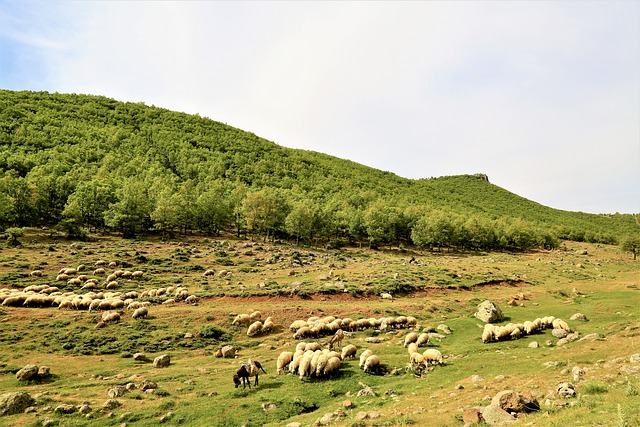 群れの羊の放牧の丘の群れの無料の画像を無料でダウンロードして、GIMPで編集する無料のオンライン画像エディター