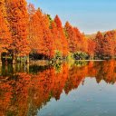 Flooded forest  screen for extension Chrome web store in OffiDocs Chromium