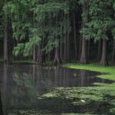 Flooded forests  screen for extension Chrome web store in OffiDocs Chromium