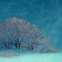 Flooded tree  screen for extension Chrome web store in OffiDocs Chromium