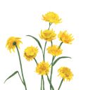 Floral Meadow Theme  screen for extension Chrome web store in OffiDocs Chromium