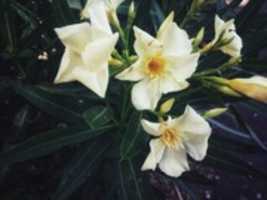 Free download Flores free photo or picture to be edited with GIMP online image editor