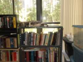 Free download Florida Room Library of Books, DVD Disks & VHS Videotapes free photo or picture to be edited with GIMP online image editor