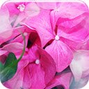 Florist  screen for extension Chrome web store in OffiDocs Chromium