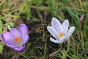 Muat turun percuma gambar atau gambar percuma Flower 1 untuk diedit dengan editor imej dalam talian GIMP