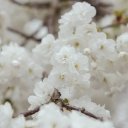 FLOWER 1 Theme  screen for extension Chrome web store in OffiDocs Chromium