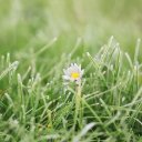 FLOWER 3 Theme  screen for extension Chrome web store in OffiDocs Chromium