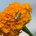 flower and spider  screen for extension Chrome web store in OffiDocs Chromium