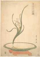 Téléchargement gratuit de la composition florale de Suisen (Narcisse) dans un plat vert plat photo ou image gratuite à éditer avec l'éditeur d'images en ligne GIMP