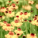 Flower beach  screen for extension Chrome web store in OffiDocs Chromium
