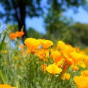 flower bed on the side of the road  screen for extension Chrome web store in OffiDocs Chromium