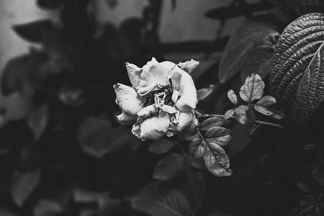 הורדה חינם של פרח ורד שחור ולבן גוסס תמונה בחינם לעריכה עם עורך תמונות מקוון בחינם של GIMP