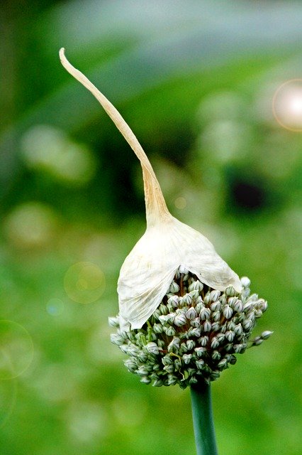 Unduh gratis bunga mekar allium botani mekar gambar gratis untuk diedit dengan editor gambar online gratis GIMP