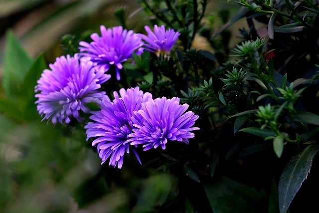 Scarica gratuitamente l'immagine gratuita della pianta botanica del fiore che sboccia da modificare con l'editor di immagini online gratuito GIMP