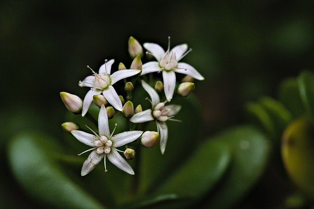 Gratis download bloem bloei bloesem natuur plantkunde gratis foto om te bewerken met GIMP gratis online afbeeldingseditor