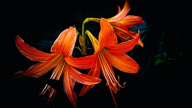 Free download flower bloom plant floral flora free picture to be edited with GIMP free online image editor