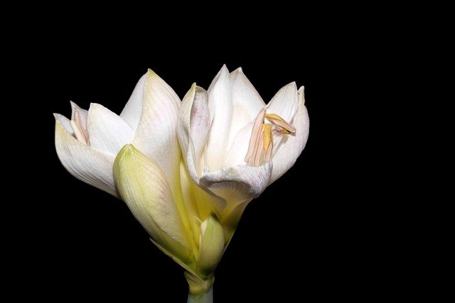 Téléchargement gratuit fleur fleur fleur amaryllis image gratuite à éditer avec l'éditeur d'images en ligne gratuit GIMP