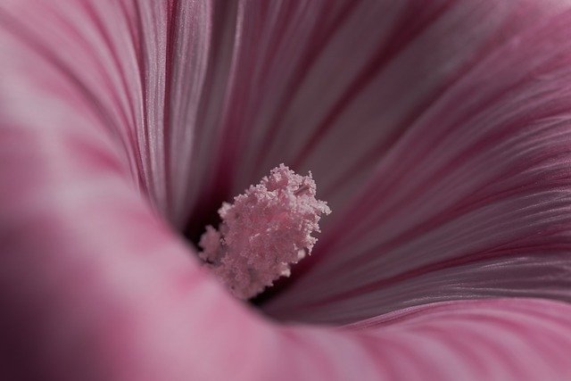 הורדה חינם פרח פריחת פריחת פרח ורוד תמונה בחינם לעריכה עם עורך תמונות מקוון חינמי של GIMP