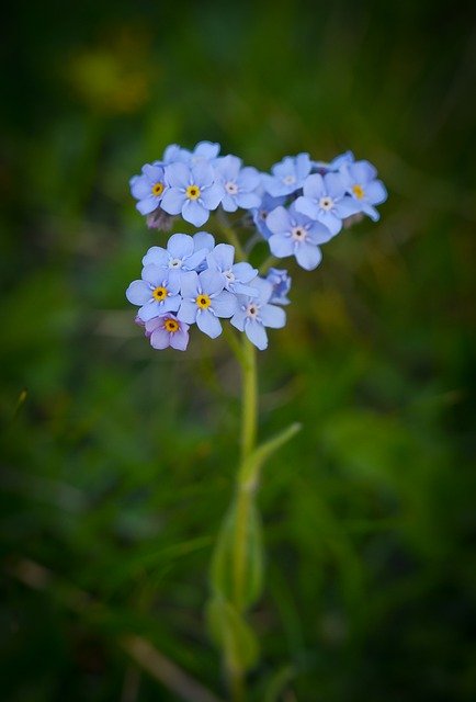 GIMP ücretsiz çevrimiçi resim düzenleyici ile düzenlenecek ücretsiz çiçek mavi doğa yaz flora ücretsiz resim indir
