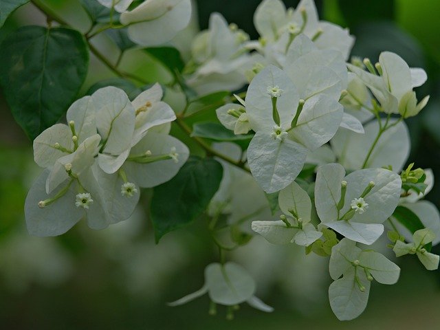 Free download flower bougainvillea white flora free picture to be edited with GIMP free online image editor