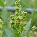 Flower branches  screen for extension Chrome web store in OffiDocs Chromium