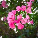 Flower Branches Swinging in the Wind  screen for extension Chrome web store in OffiDocs Chromium