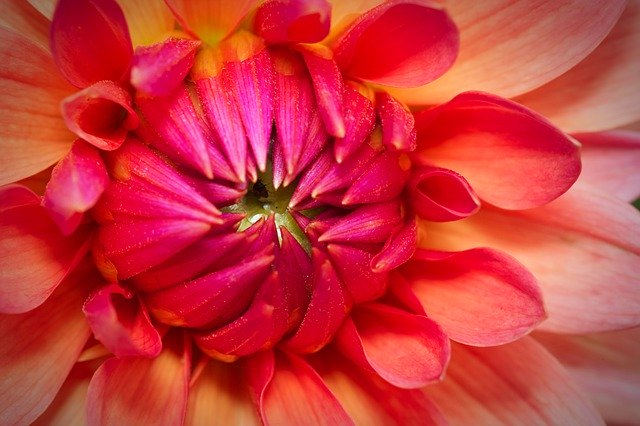 Free download flower bud dahlia blossom bloom free picture to be edited with GIMP free online image editor