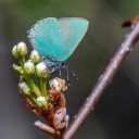 Flower Buds and Blue Butterfly  screen for extension Chrome web store in OffiDocs Chromium